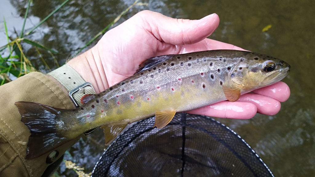 Photo of another nice trout